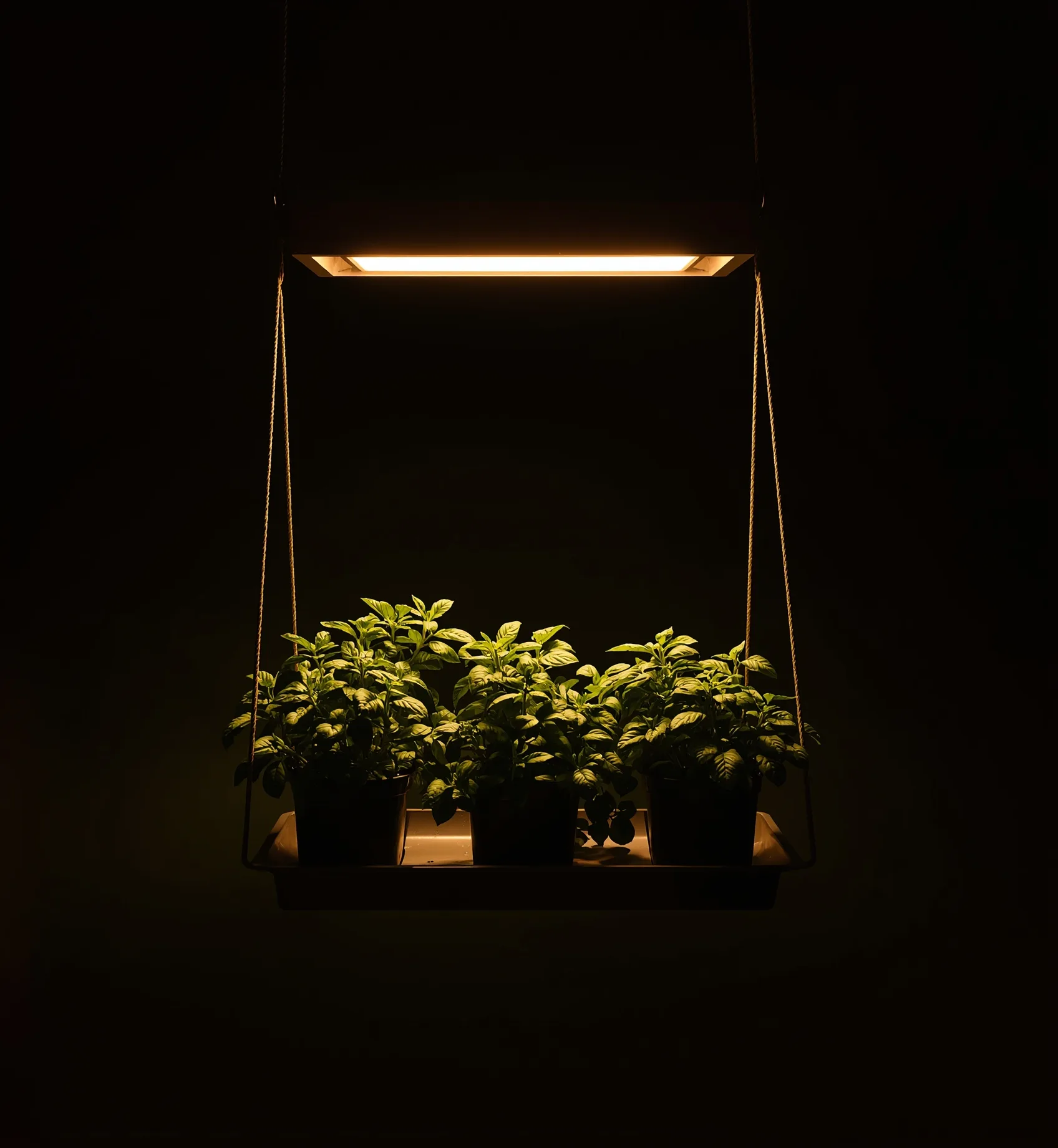 Warm white board hung close over herbs, top leaves bleached and curling while neighboring plants sit at the correct height
