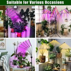 Indoor Grow Lights with Remote Control and Auto On Off Timer Function RED BLUE occasion